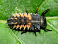 Harmonia axyridis